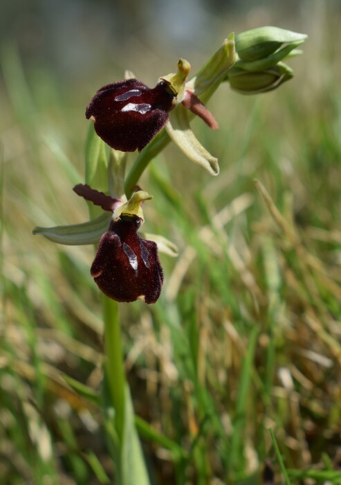 Ophrys benacensis  Ophrys sphegodes nell''incanto di Montisola