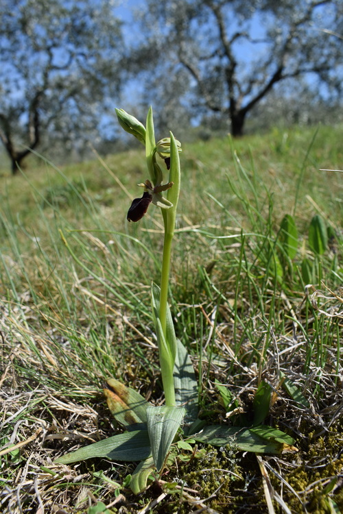 Ophrys benacensis  Ophrys sphegodes nell''incanto di Montisola