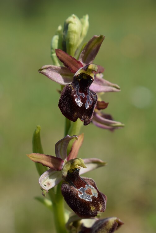 Ophrys benacensis  Ophrys sphegodes nell''incanto di Montisola