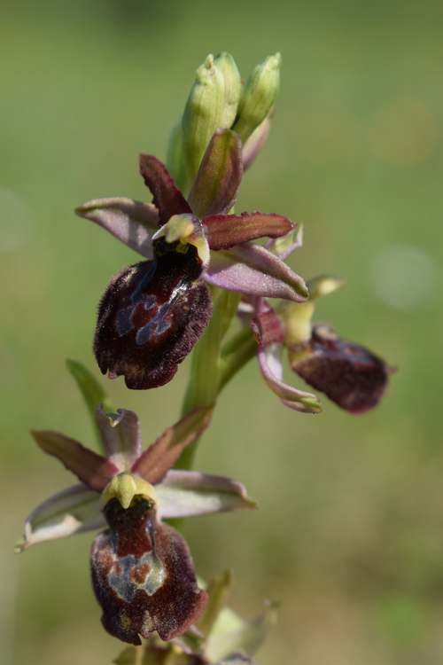 Ophrys benacensis  Ophrys sphegodes nell''incanto di Montisola