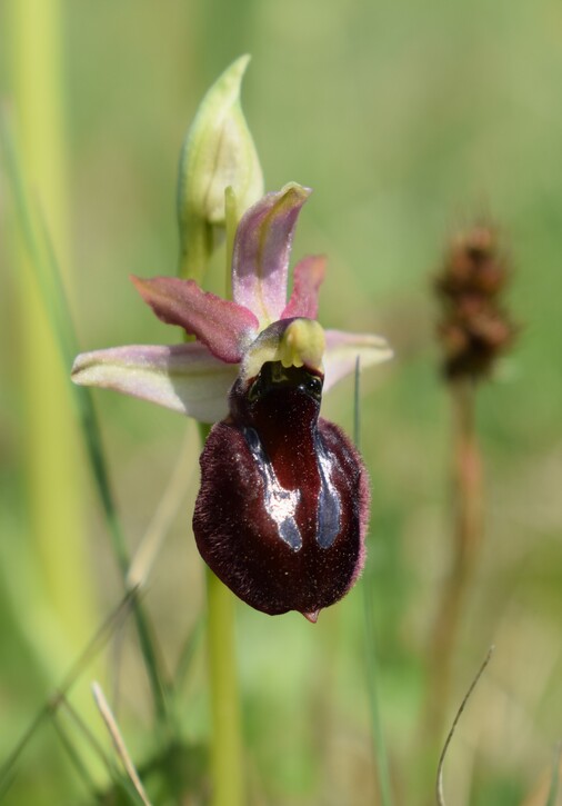 Ophrys benacensis  Ophrys sphegodes nell''incanto di Montisola