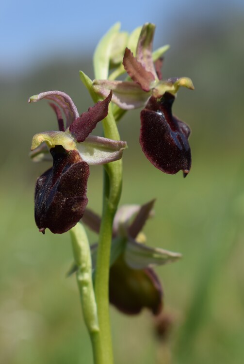 Ophrys benacensis  Ophrys sphegodes nell''incanto di Montisola