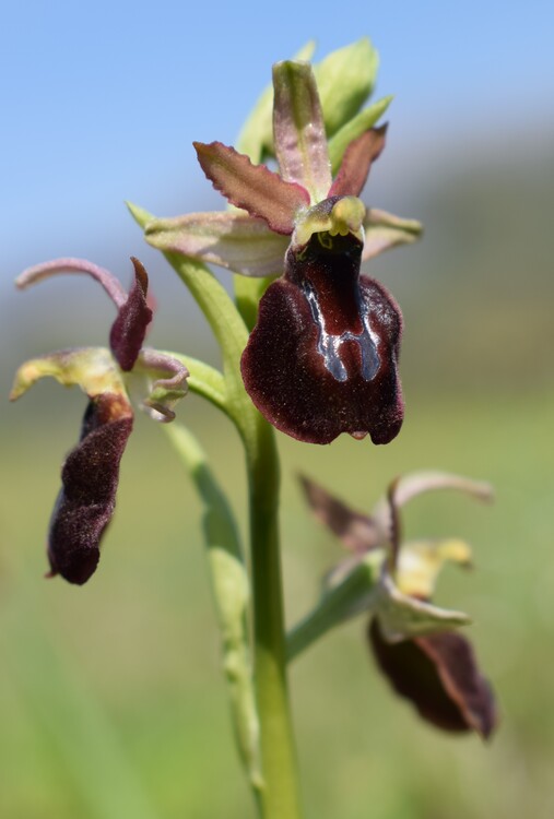 Ophrys benacensis  Ophrys sphegodes nell''incanto di Montisola