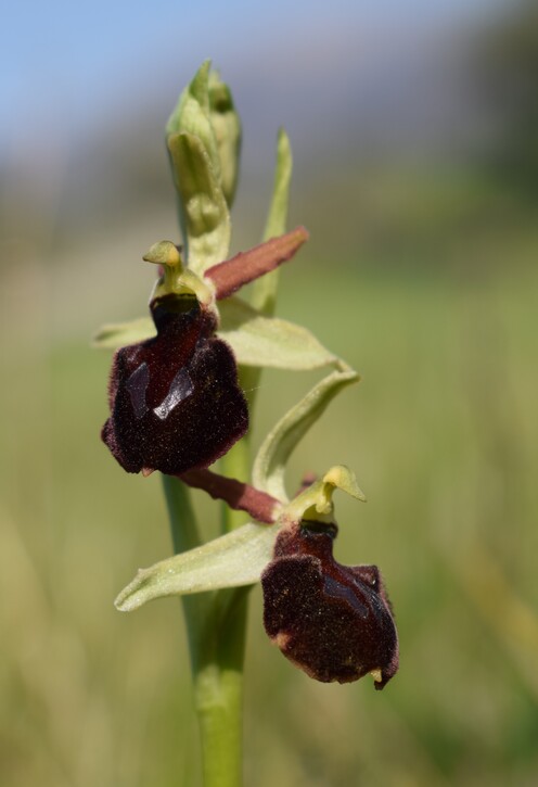 Ophrys benacensis  Ophrys sphegodes nell''incanto di Montisola