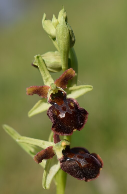 Ophrys benacensis  Ophrys sphegodes nell''incanto di Montisola