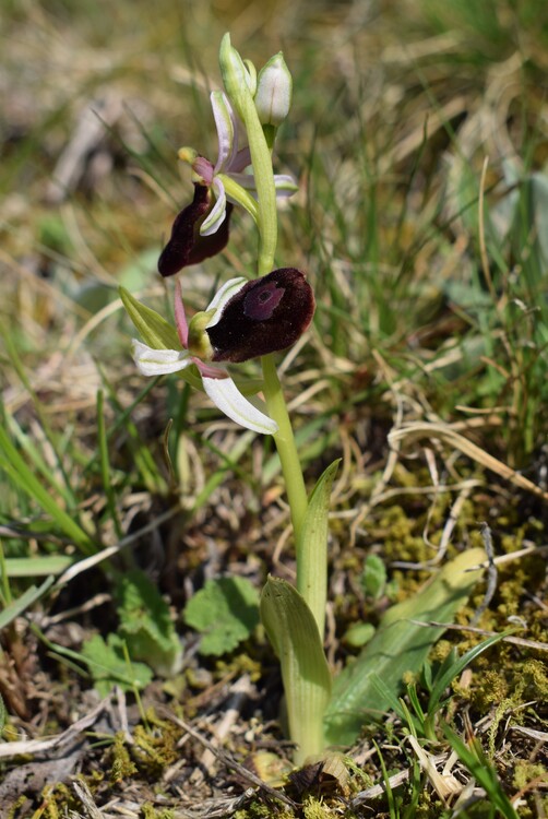 Ophrys benacensis  Ophrys sphegodes nell''incanto di Montisola