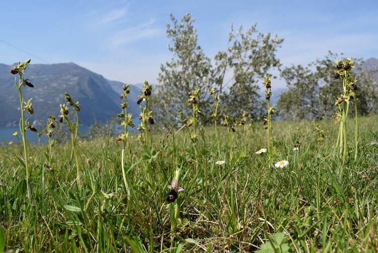 Ophrys benacensis  Ophrys sphegodes nell''incanto di Montisola