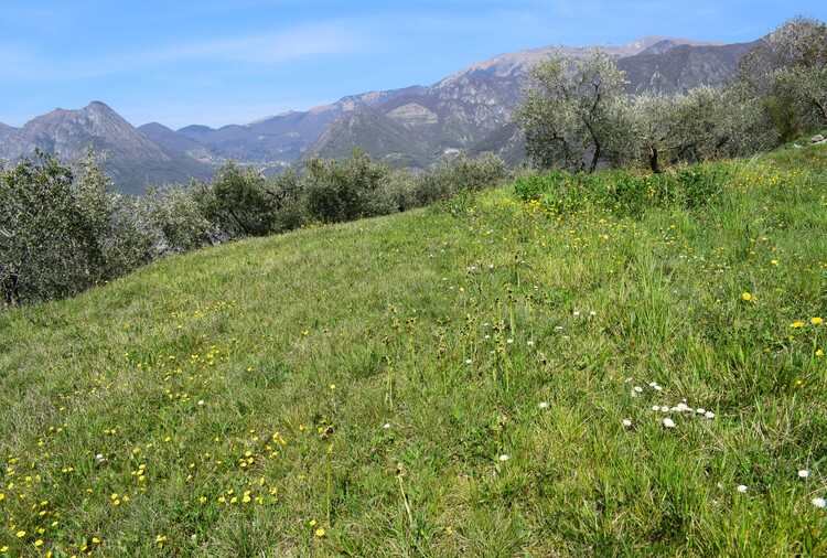 Ophrys benacensis  Ophrys sphegodes nell''incanto di Montisola