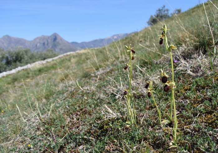 Ophrys benacensis  Ophrys sphegodes nell''incanto di Montisola