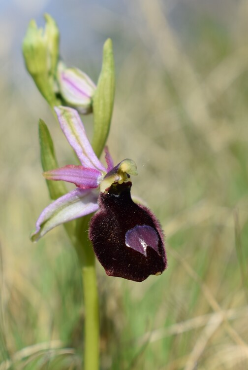 Ophrys benacensis  Ophrys sphegodes nell''incanto di Montisola