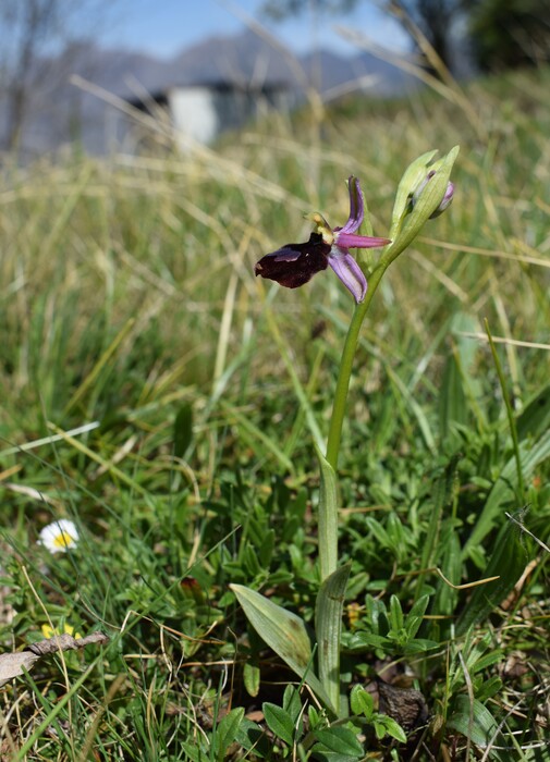 Ophrys benacensis  Ophrys sphegodes nell''incanto di Montisola