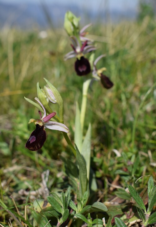 Ophrys benacensis  Ophrys sphegodes nell''incanto di Montisola