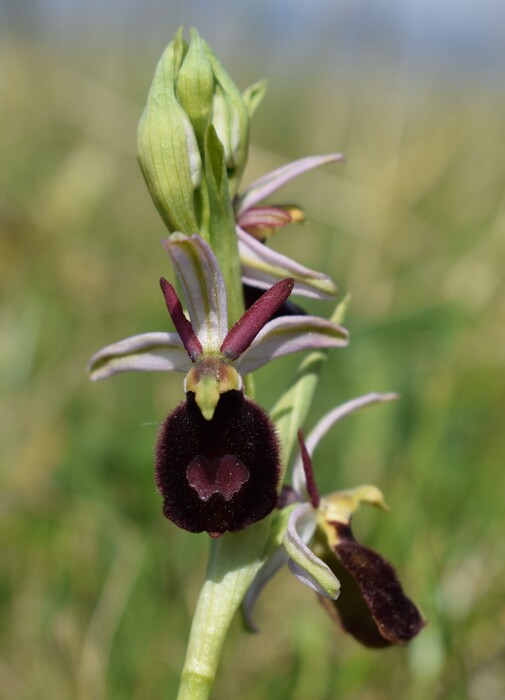 Ophrys benacensis  Ophrys sphegodes nell''incanto di Montisola