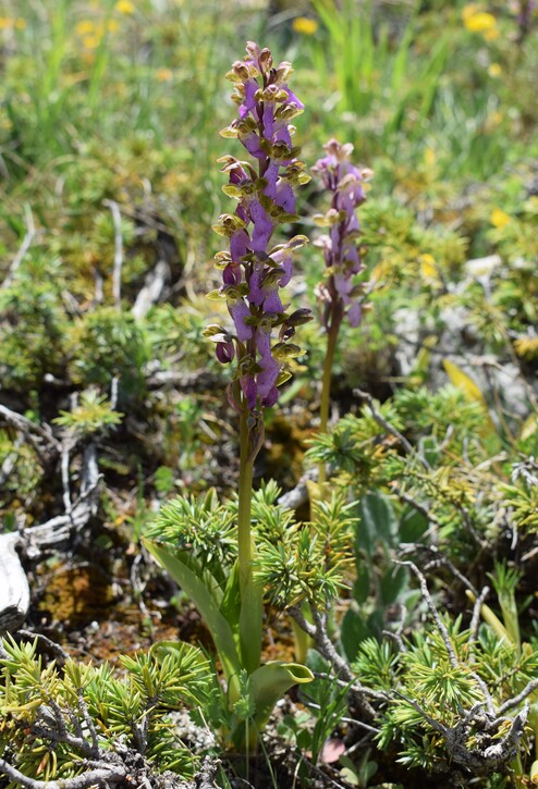 Il posto delle Orchis spitzelii (e non solo...)