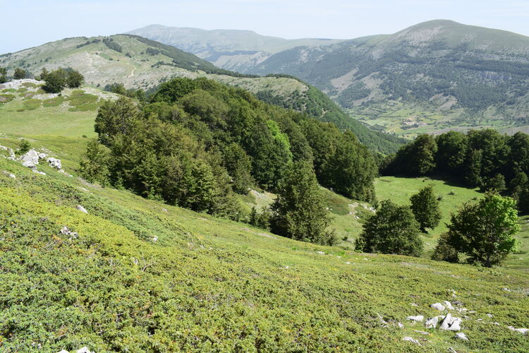 Il posto delle Orchis spitzelii (e non solo...)