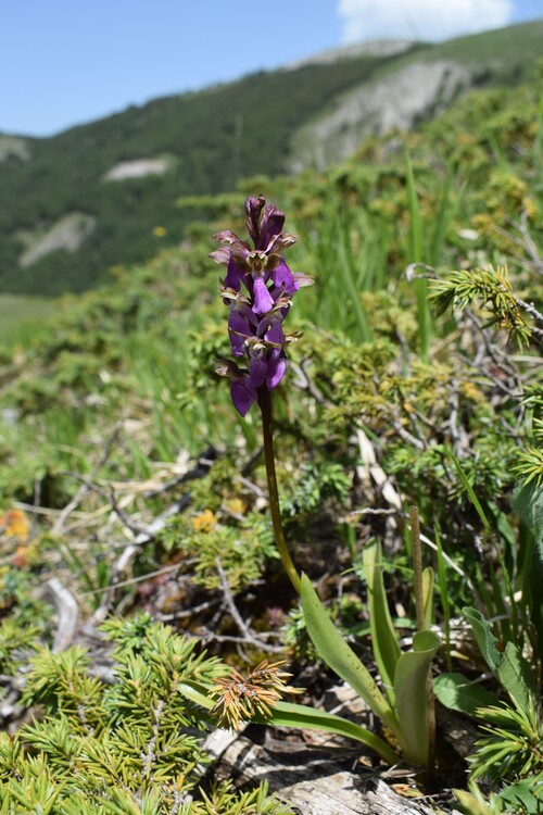 Il posto delle Orchis spitzelii (e non solo...)