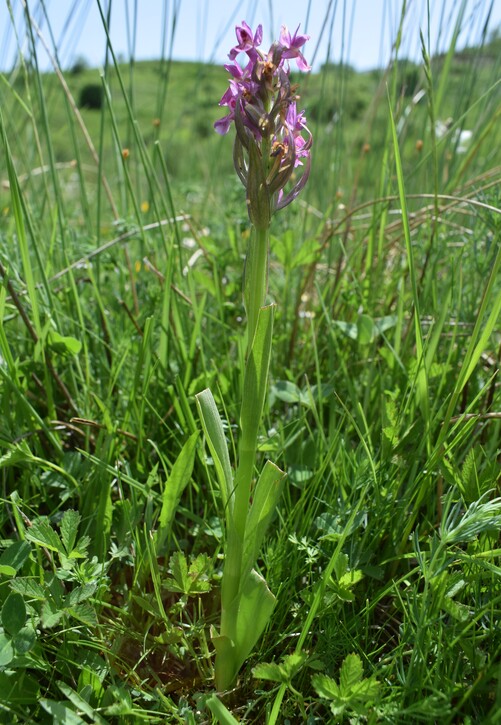 Il posto delle Orchis spitzelii (e non solo...)