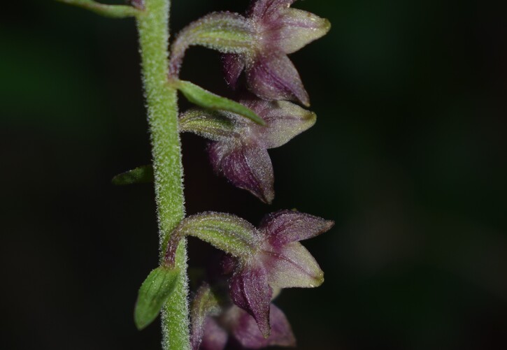 Epipactis atrorubens o ibrido?