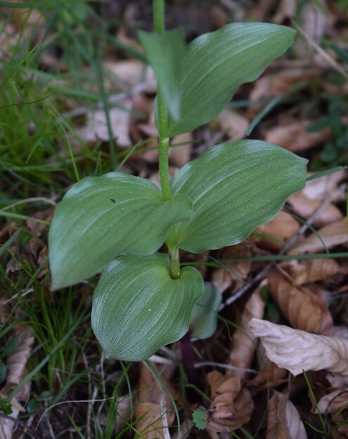 Epipactis atrorubens o ibrido?