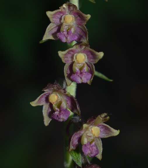 Epipactis atrorubens o ibrido?