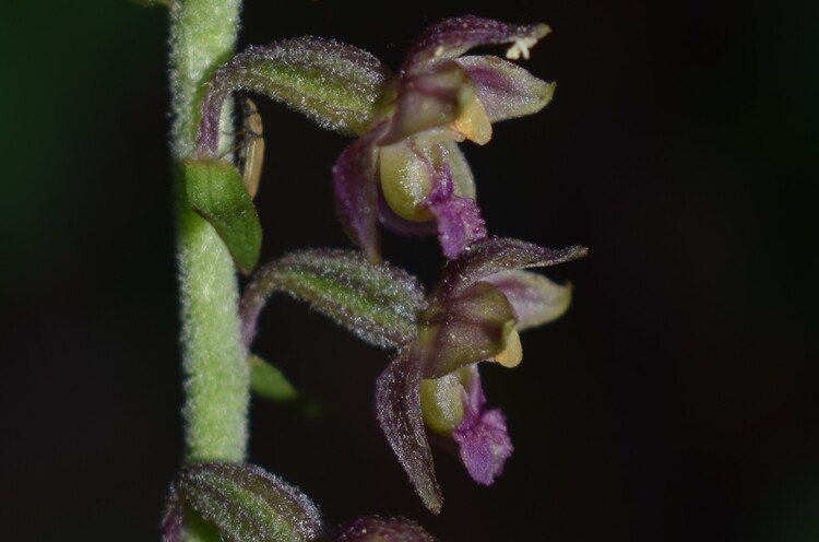 Epipactis atrorubens o ibrido?