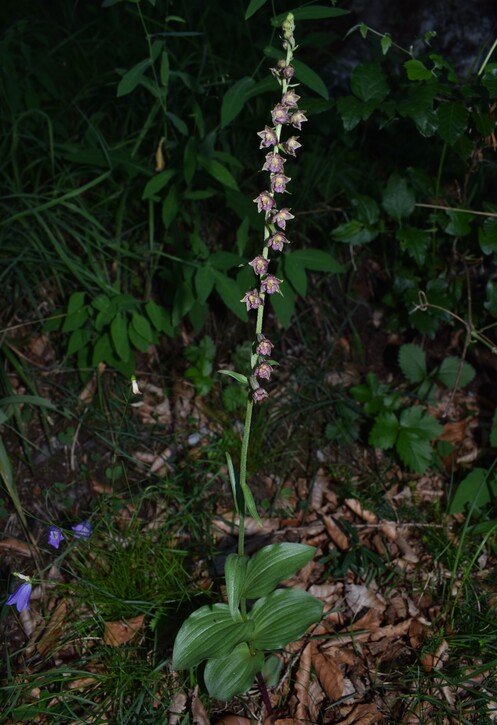 Epipactis atrorubens o ibrido?