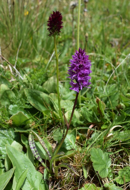 Dactylorhiza fuchsii  Nigritella rhellicani