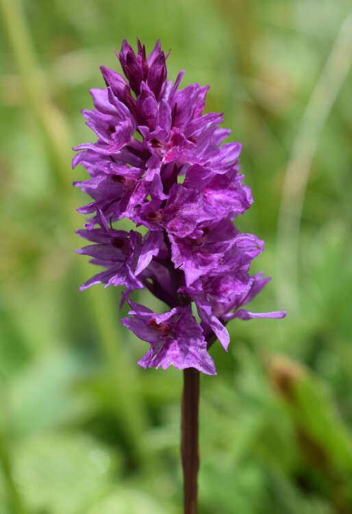 Dactylorhiza fuchsii  Nigritella rhellicani