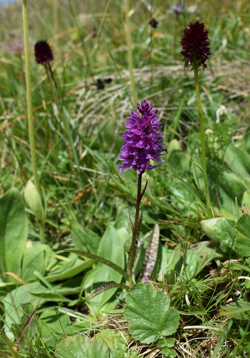 Dactylorhiza fuchsii  Nigritella rhellicani