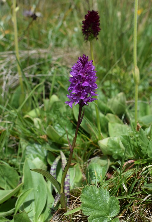 Dactylorhiza fuchsii  Nigritella rhellicani