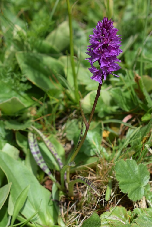 Dactylorhiza fuchsii  Nigritella rhellicani