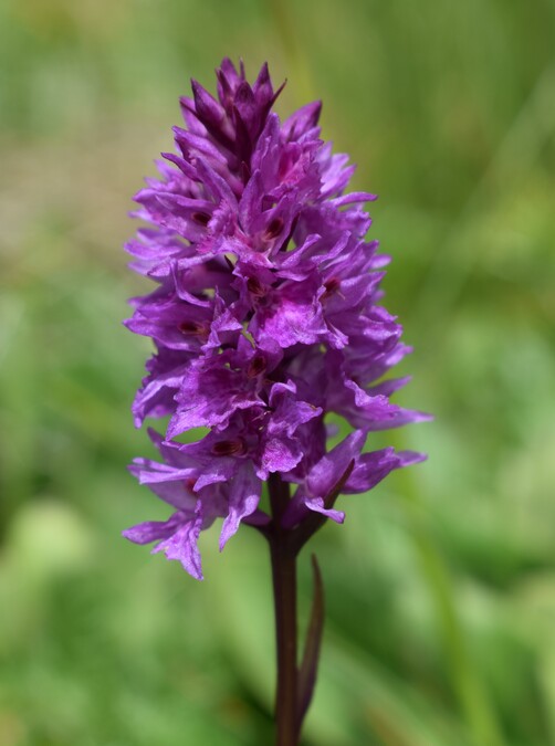 Dactylorhiza fuchsii  Nigritella rhellicani