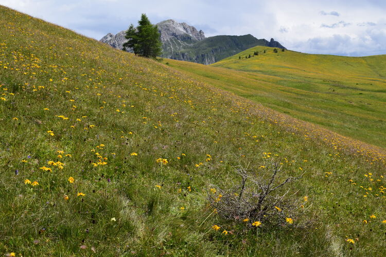 Dactylorhiza fuchsii  Nigritella rhellicani