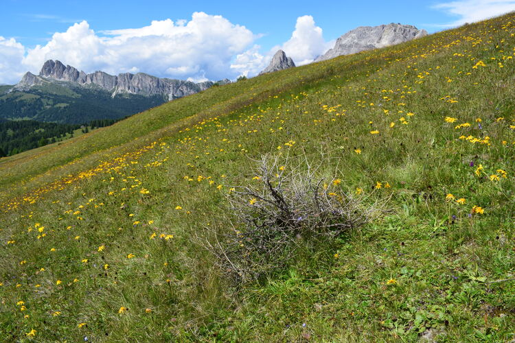 Dactylorhiza fuchsii  Nigritella rhellicani