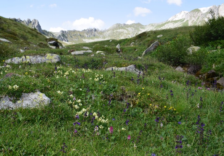 La Valle di Stabio: paradiso misconosciuto (Parco dell''Adamello)