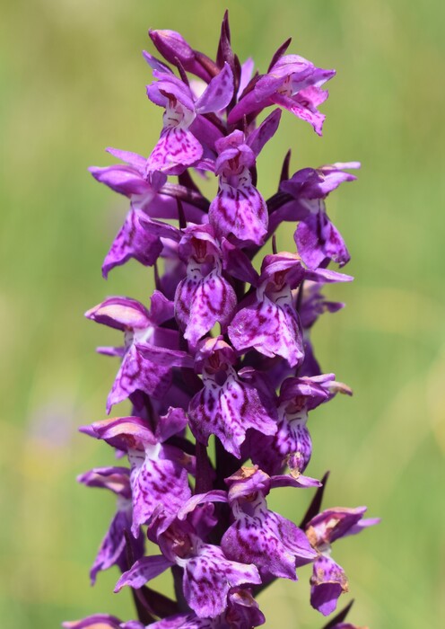 Der Flora des Golzentipp (Gailtaler Alpen, Osttirol)