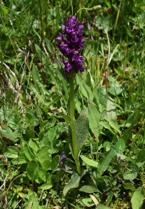 Der Flora des Golzentipp (Gailtaler Alpen, Osttirol)