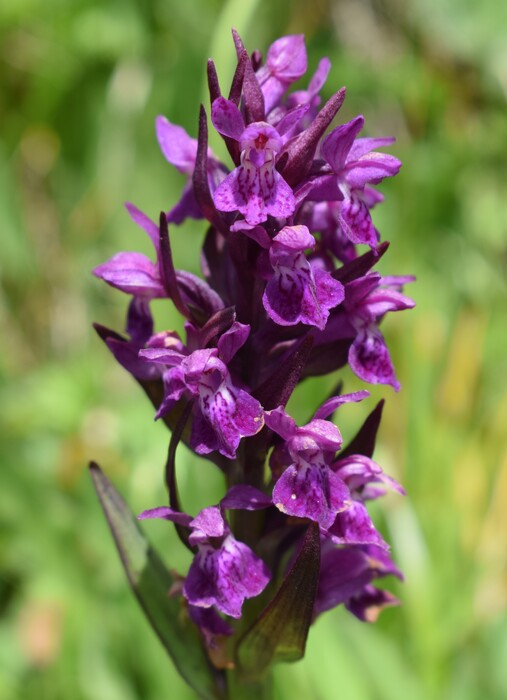 Der Flora des Golzentipp (Gailtaler Alpen, Osttirol)