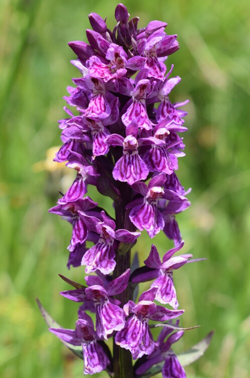 Der Flora des Golzentipp (Gailtaler Alpen, Osttirol)