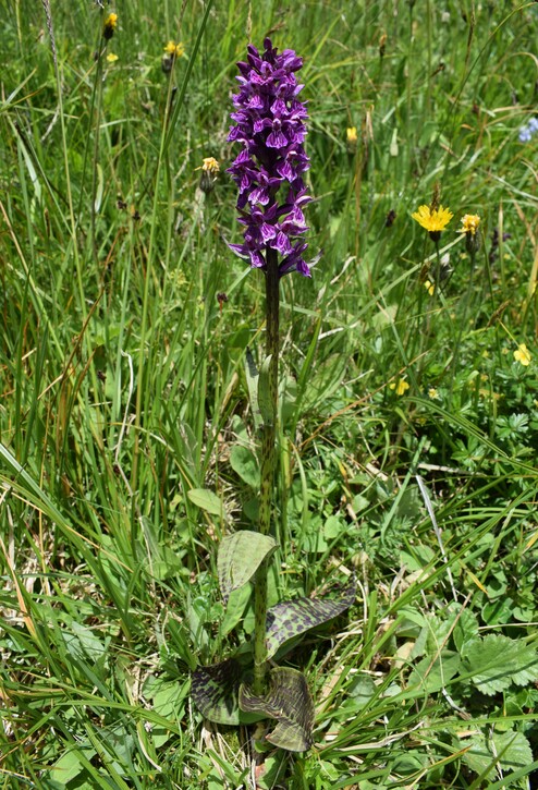 Der Flora des Golzentipp (Gailtaler Alpen, Osttirol)