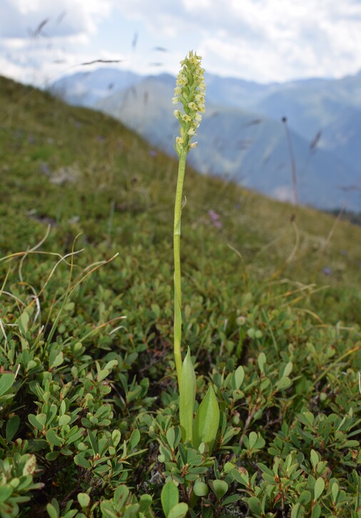 Der Flora des Golzentipp (Gailtaler Alpen, Osttirol)