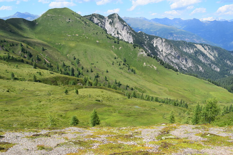 Der Flora des Golzentipp (Gailtaler Alpen, Osttirol)