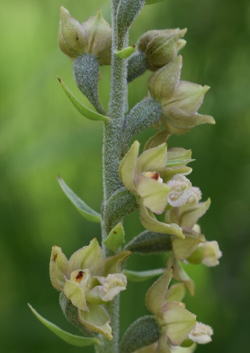 Pot-pourri d''Epipactis (Prealpi Bresciane)