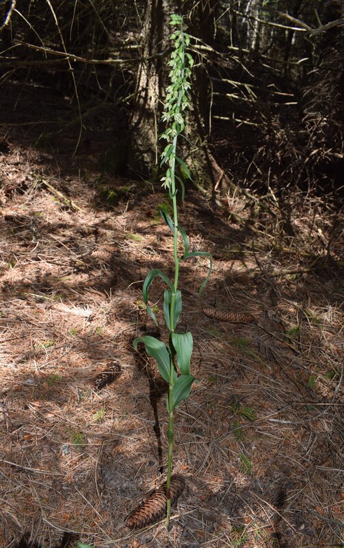 Pot-pourri d''Epipactis (Prealpi Bresciane)