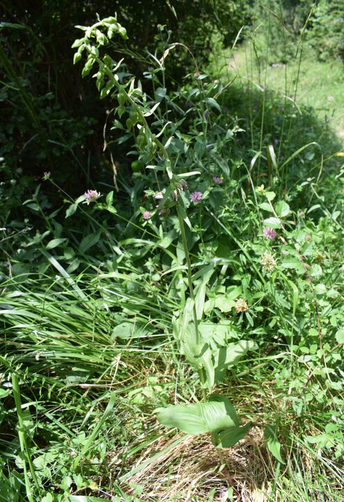 Pot-pourri d''Epipactis (Prealpi Bresciane)