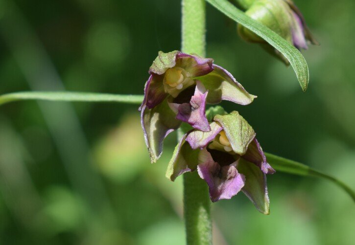 Pot-pourri d''Epipactis (Prealpi Bresciane)