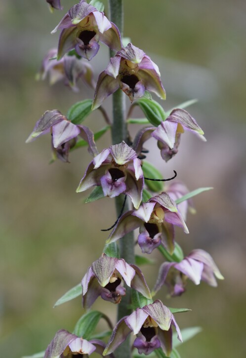 Pot-pourri d''Epipactis (Prealpi Bresciane)