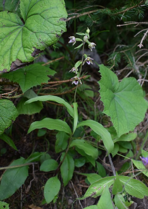 Pot-pourri d''Epipactis (Prealpi Bresciane)