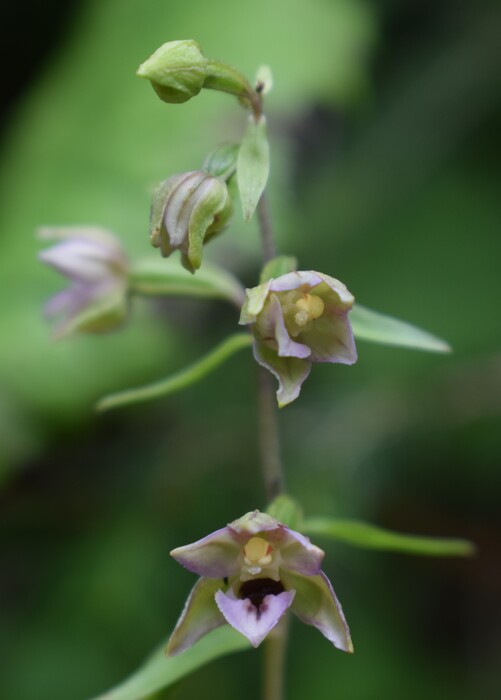 Pot-pourri d''Epipactis (Prealpi Bresciane)