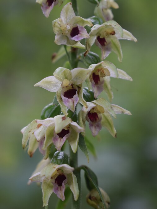 Pot-pourri d''Epipactis (Prealpi Bresciane)